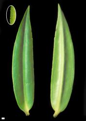 Veronica phormiiphila. Leaf surfaces, adaxial (left) and abaxial (right). Scale = 1 mm. Inset: margin magnified to show minute hairs.
 Image: W.M. Malcolm © Te Papa CC-BY-NC 3.0 NZ